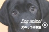 signすくーる.png