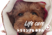 signらいふけあ.png