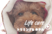 signらいふけあ.png